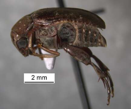 Image of Amblycerus