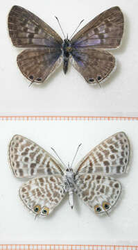 Image of Lang's Short-tailed Blue