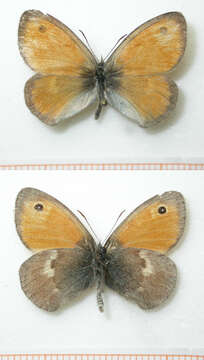 Image of small heath