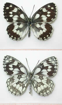 Image of marbled white