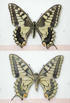 Image of Old World Swallowtail