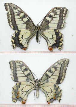 Image of Old World Swallowtail