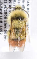 Image of Yellow-banded Bumblebee