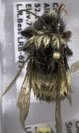 Image of Yellow-banded Bumblebee