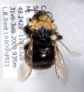 Слика од Bombus occidentalis occidentalis Greene 1858