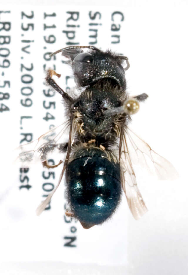 Image of Osmia montana Cresson 1864