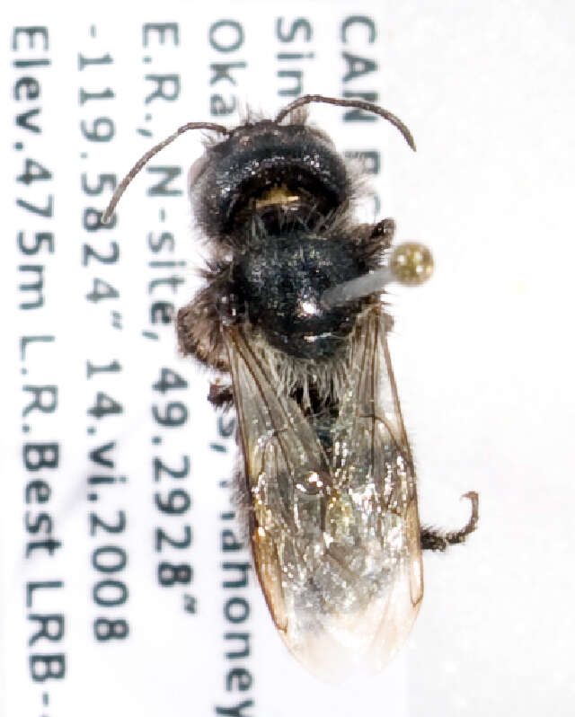 Image of Osmia montana Cresson 1864