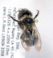 Image of Osmia montana Cresson 1864