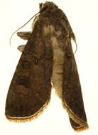 صورة Agrotis trux Hübner 1824