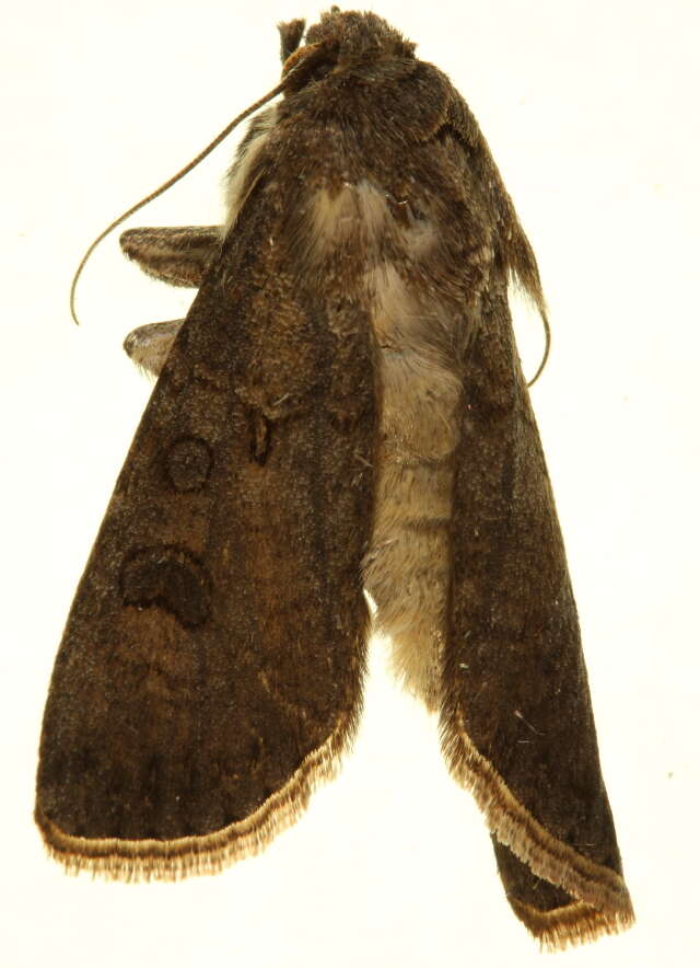 Image of Agrotis trux Hübner 1824