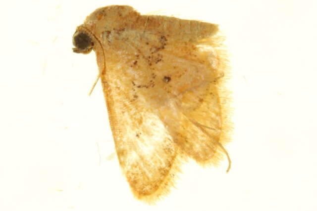 Image of Idaea sanctaria Staudinger 1900