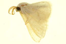 Image of Hemidromodes sabulifera hessa Prout 1935