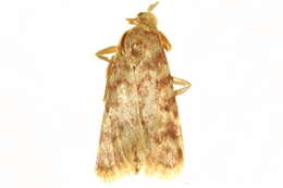 Image of <i>Aglossa aglossalis</i>