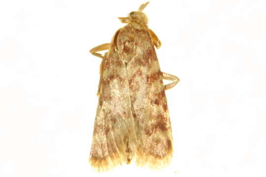 <i>Aglossa aglossalis</i> resmi