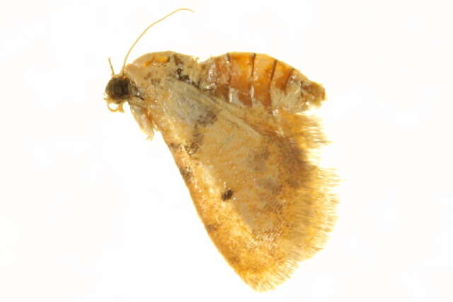 Image of Idaea sanctaria Staudinger 1900