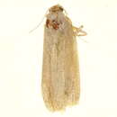 Image of greater date moth