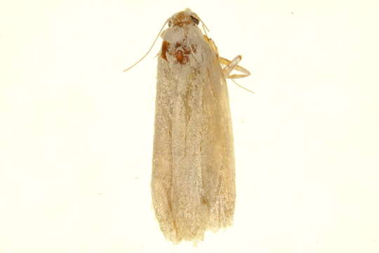 Image of grass moths
