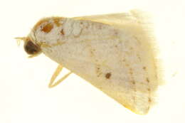 Image of Acidaliastis