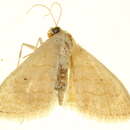 Image of Scopula adelpharia Püngeler 1894