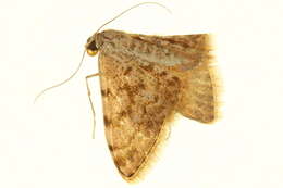 Image of <i>Scopula chalcographata</i>