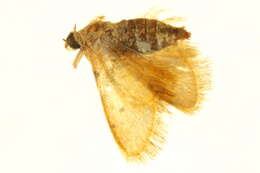 Image of Idaea sanctaria Staudinger 1900