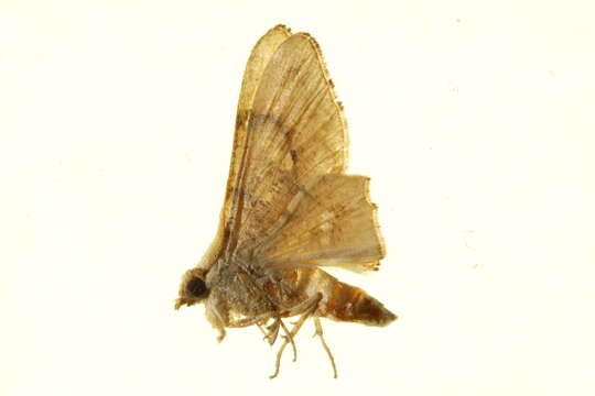 Image de Coenina dentataria Swinhoe 1904