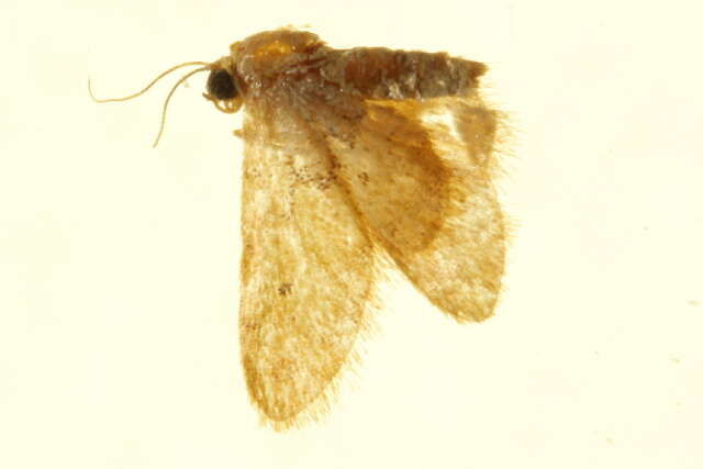 Image of Idaea sanctaria Staudinger 1900