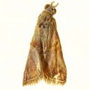 Image of Ditrachyptera verruciferella Ragonot 1888