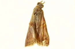 Image de Ditrachyptera verruciferella Ragonot 1888