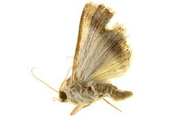 Image of <i>Pandesma robusta</i>