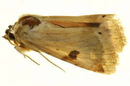 Image of <i>Heliothis peltigera</i>