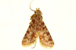 Image of <i>Aglossa aglossalis</i>