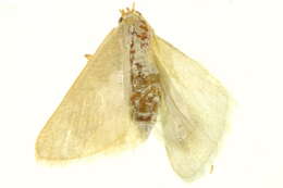 Image of Mixocera