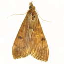 Image of <i>Uresiphita gilvata</i>