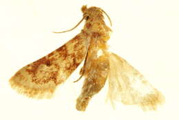 Image of <i>Aglossa aglossalis</i>