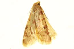 Image of <i>Aglossa aglossalis</i>