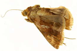 Image of Cutworm