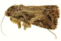 Image of Spodoptera littoralis Boisduval 1833