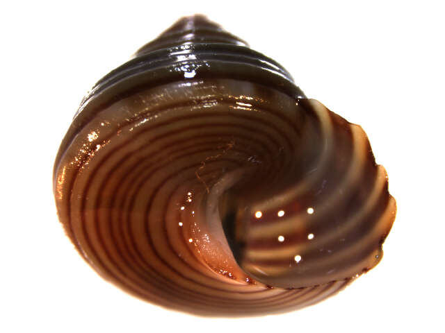 Image of Blue Top Snail