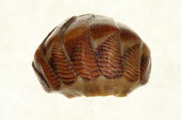 Image of Tonicellinae Simroth 1894