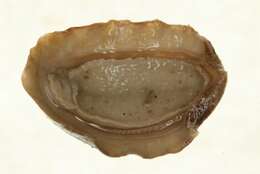 Sivun Lepidozona interstincta (Gould 1852) kuva