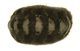 Image of hairy chiton