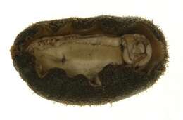 Image of hairy chiton