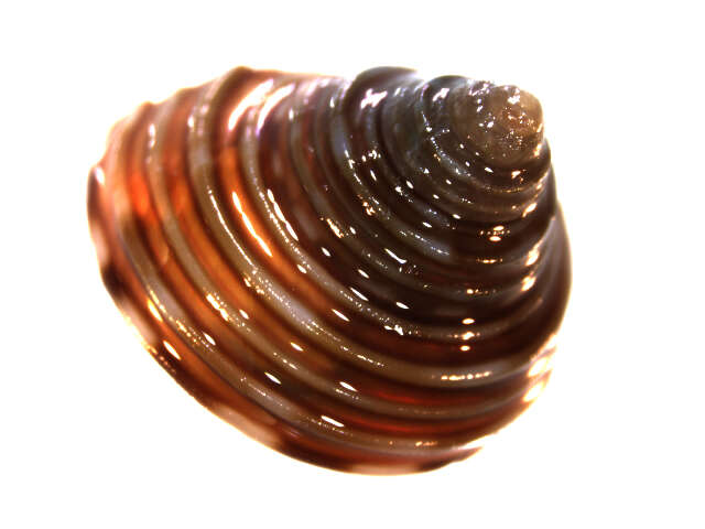 Image de Calliostoma ligatum (Gould 1849)