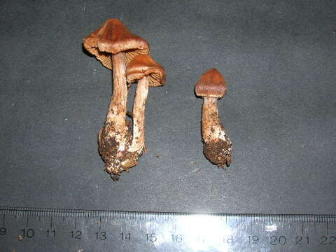 Image of Cortinarius