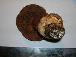 Image of Cortinarius squamulosus Peck 1872