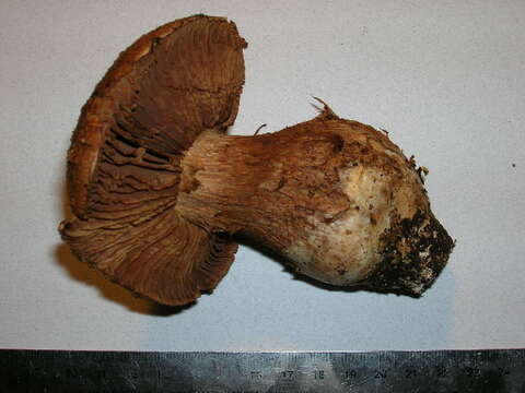 Image of Cortinarius squamulosus Peck 1872