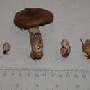 Image of Cortinarius spadicellus (M. M. Moser) Brandrud 1997