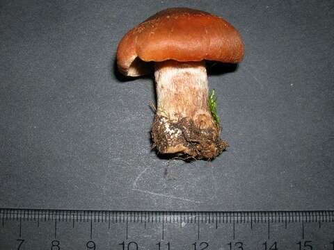 Image of Cortinarius subbalaustinus Rob. Henry 1991