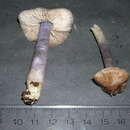 Image of Entoloma Karnatakense